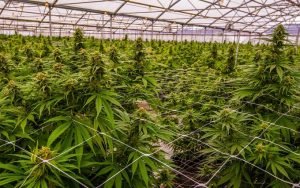 consejos cultivo interior