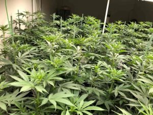 como podar las plantas en floracion