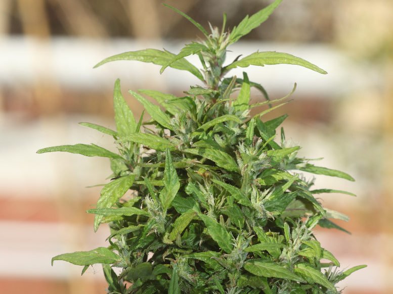 revegetacion plantas de cannabis
