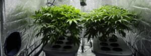 cultivo marihuana hidroponica
