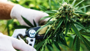 cuando cosechar marihuana