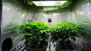 montaje kit armario cultivo