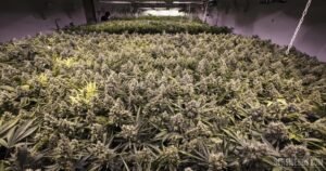 Cultivo marihuana Sea of Green o SOG