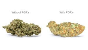 pgr marihuana