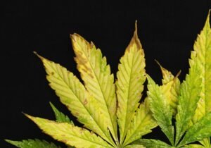 potasio marihuana