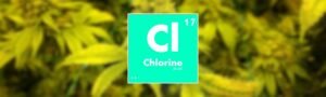 Exceso de Cloro en plantas de marihuana Síntomas y cómo evitarlo