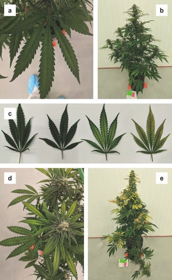 planta deficiencia magnesio