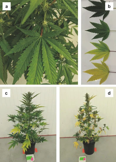 planta con deficiencia de nitrogeno