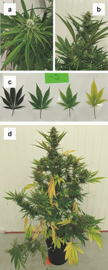 deficiencia azufre planta
