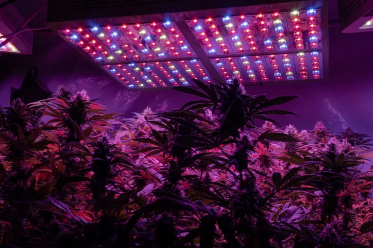 Que kit de cultivo interior LED elegir