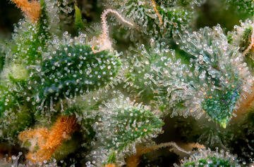 tricomas cannabis