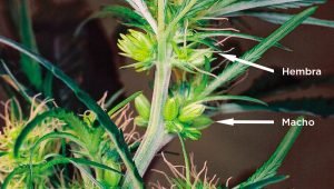marihuana hermafrodita