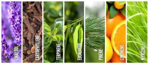 terpenos beneficios medicinales
