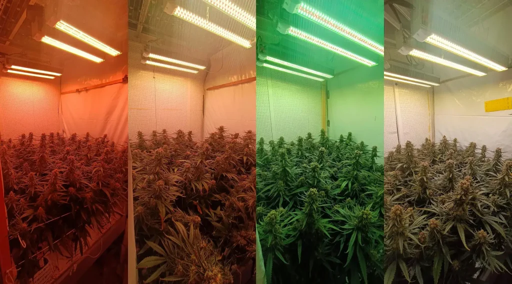 espectros luz cultivo interior marihuana