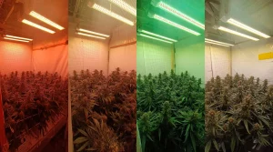espectros luz cultivo interior marihuana