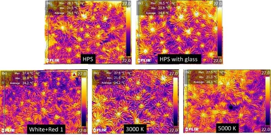 Imagen térmica del dosel bajo cinco tratamientos espectrales del ensayo tres.