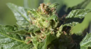 Eliminar oruga del cogollo en plantas de marihuana