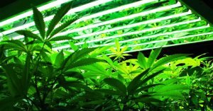 intensidad luminica marihuana