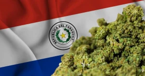 paraguay vende toda su produccion de marihuana de 2024 a europa