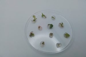 semillas de marihuana sinteticas