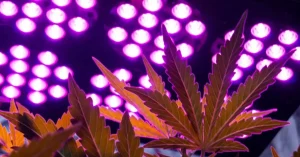 efecto intensidad luminica y luz uv produccion y calidad cultivo interior
