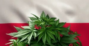 Polonia podría despenalizar el cannabis en 2025