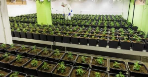 de que depende la produccion de cannabis