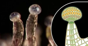 funcion tricomas de cannabis