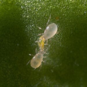 Amblyseius swirskii