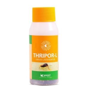 Thripor L Orius laevigatus - depredador trips