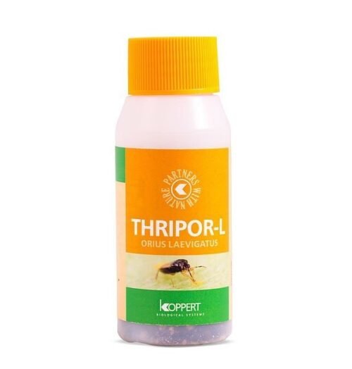 Thripor L Orius laevigatus - depredador trips