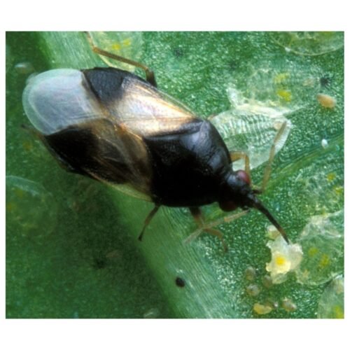 Thripor L Orius laevigatus - depredador trips - Imagen 2