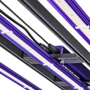 led zeus 300w 31 lumatek