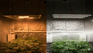 hps vs led cultivo