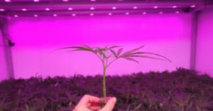 Punto de trasplante en no-veg: escala de raíces (root score 0–5) para esquejes