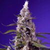 Banana Cream Cake XL Auto Sweet Seeds