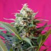 Big Devil XL Auto Sweet Seeds