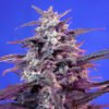 Bloody Skunk Auto Sweet Seeds