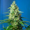 Honey Peach Auto CBD Sweet Seeds