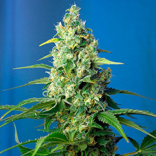 Honey Peach Auto CBD Sweet Seeds