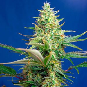 Sweet Pure Auto CBD Sweet Seeds