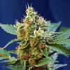 Cream Mandarine XL Auto Sweet Seeds