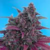 Dark Devil Auto Sweet Seeds autofloreciente morada