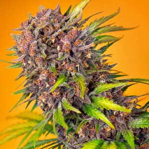 Diablo Rojo XL Auto Sweet Seeds