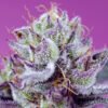 Diablo’s Delight XL Auto Sweet Seeds