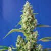 Gorilla Girl XL Auto Sweet Seeds