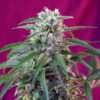 Green Poison Auto Sweet Seeds