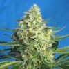 Jack 47 XL Auto Sweet Seeds