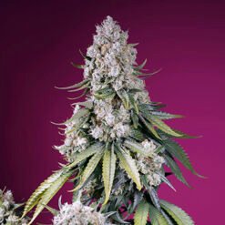 Jealousy Z XL Auto Sweet Seeds