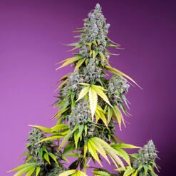 Jet Fuel Mandarine XL Auto Sweet Seeds